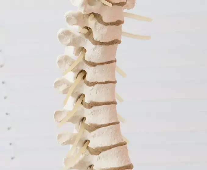 bandscheiben-betten-renk1.webp